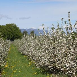 I mai blomsterer de 7000 epletrærne
